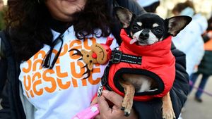 Aksi Jalan-Jalan Amal Bersama Anjing Warnai Madrid