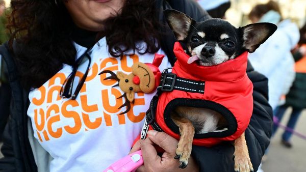 Aksi Jalan-Jalan Amal Bersama Anjing Warnai Madrid