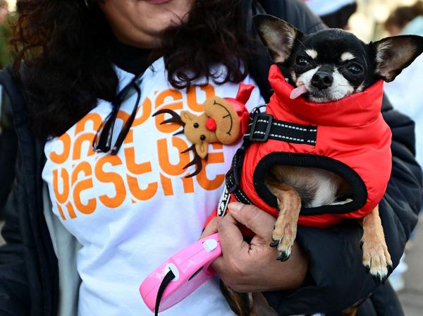 Aksi Jalan-Jalan Amal Bersama Anjing Warnai Madrid