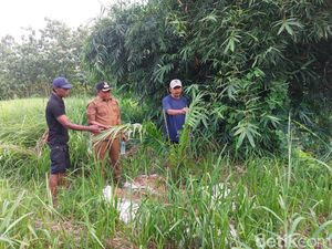 Pohon Sawit di Perbukitan Cigobang, Pemkab Cirebon Akan Inventarisasi Lahan