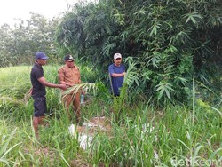 Pohon Sawit di Perbukitan Cigobang, Pemkab Cirebon Akan Inventarisasi Lahan
