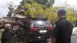 Pohon Tua Tumbang di Labuapi Lombok Barat, 2 Mobil dan 1 Motor Tertimpa