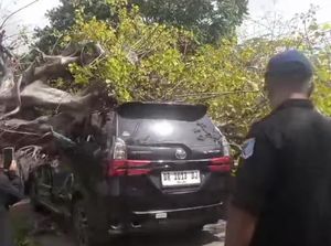 Video Pohon Tua Tumbang Timpa 2 Mobil-1 Motor di Labuapi