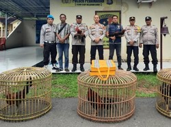 Judi Sabung Ayam di OKI Digerebek Polisi, Pemain dan Penonton Kabur