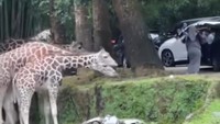 Ramai Kecaman ke Pengunjung Taman Safari Bogor Keluar Mobil di Area Satwa