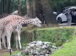 Ramai Kecaman ke Pengunjung Taman Safari Bogor Keluar Mobil di Area Satwa
