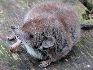 Tikus Asal Australia Ini Sudah Punah, Hilang Selama 40 Tahun