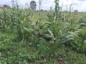 Penjelasan Polisi soal Kondisi Terkini Lahan Jagung di Tigaraksa