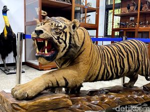 Melihat Harta Karun di Museum Zoologi ITB