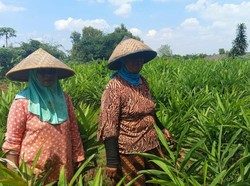 Di Lahan Kecil Bekasi, Pupuk Menjadi Kunci Ketahanan Pangan yang Nyata