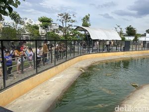 Penangkaran Buaya Asam Kumbang Medan Ramai Dikunjungi saat Tahun Baru
