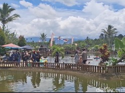 Sunflowers Cemerlang Asri di Pagar Alam Diserbu Ribuan Pengunjung Saat Nataru