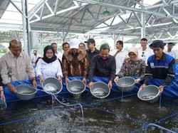 KKP Proyeksikan Boyolali Jadi Pusat Penghasil Lele di Jateng