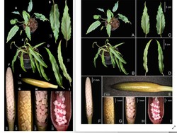 ITB-BRIN Temukan 12 Tumbuhan Baru Sepanjang 2025, Ini Daftarnya