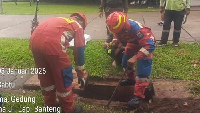 Ular Kobra Muncul di Lapangan Banteng Jakarta Pusat, Damkar Evakuasi