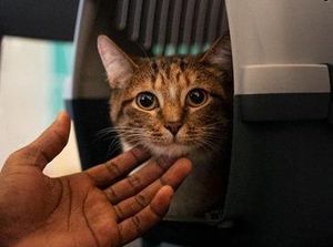 Video: Sebelum Steril, Perlu Izin Dulu Nggak Sih ke Hewannya?