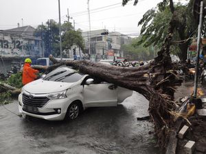 Angin Kencang, Pohon Tumbang Timpa Mobil Avanza di Sidoarjo