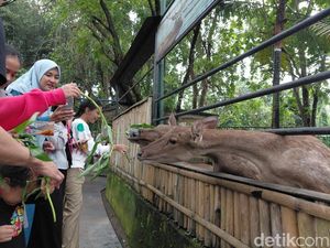 Libur Nataru Hampir Usai, Wisatawan Masih Padati Taman Satwa Cikembulan