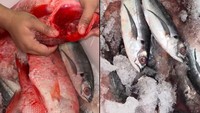 Viral! Curhatan Pembeli Rugi Rp 1,4 Juta usai Beli Ikan di Muara Angke