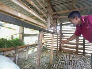 Viral 11 Domba Milik Warga di Bogor Dicuri, 4 Ekor Disisakan Jeroannya