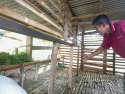 Viral 11 Domba Milik Warga di Bogor Dicuri, 4 Ekor Disisakan Jeroannya