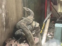 Takut Lihat Biawak Saat Jemur Pakaian, Warga di Bogor Panggil Damkar