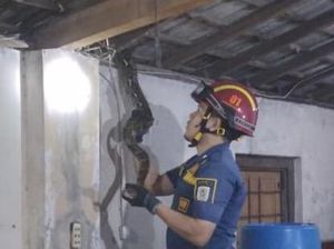 Dengar Benda Jatuh Saat Mencuci, Warga Krecek Klaten Lihat Piton 3,5 Meter