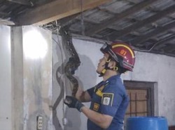 Dengar Benda Jatuh Saat Mencuci, Warga Krecek Klaten Lihat Piton 3,5 Meter