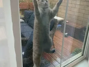 Video: Mengenal Pyometra, Infeksi Rahim Berbahaya pada Kucing dan Anjing