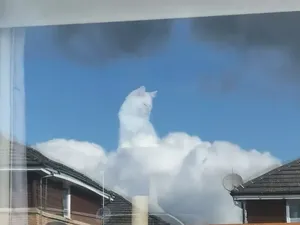 Foto Absurd Kucing di Segala Momen, Tingkahnya Bikin Gemes