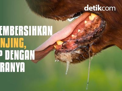 Terkena Najis Anjing? Ini Cara Mensucikannya Menurut Islam