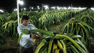 Inovasi Lampu Bikin Panen Buah Naga Berlimpah