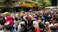 Tiket Masuk Gratis, Pengunjung Bandung Zoo Membeludak, Ada yang Pilih Balik Kanan