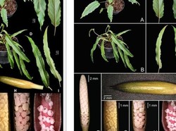 Ada 12 Tumbuhan Baru Ditemukan di 4 Wilayah, Termasuk Kalimantan