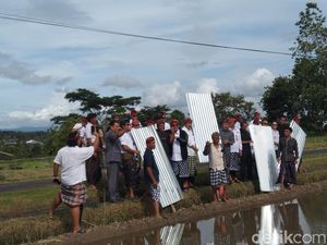Ditawari Moratorium, Petani Jatiluwih Akhirnya Cabut Seng dan Plastik
