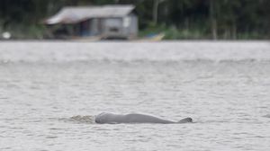 Melihat Langsung Pesut Mahakam di Desa Wisata Pela