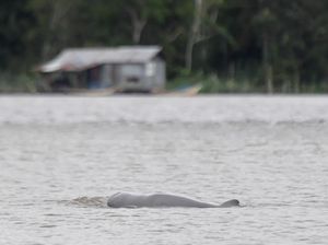Melihat Langsung Pesut Mahakam di Desa Wisata Pela