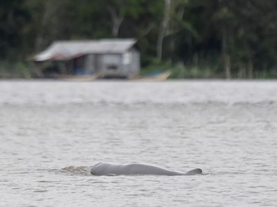 Melihat Langsung Pesut Mahakam di Desa Wisata Pela