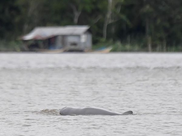 Melihat Langsung Pesut Mahakam di Desa Wisata Pela