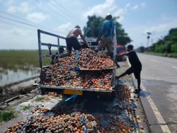 Pikap Muat Telur Terbakar di Indramayu, Diduga Akibat Puntung Rokok
