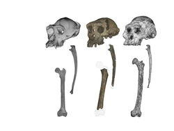Fosil 7 Juta Tahun Ini Mungkin Hominin Pertama yang Berjalan Dua Kaki