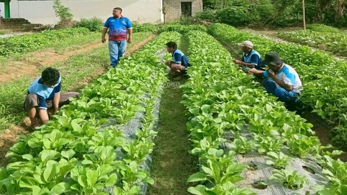 Ketahanan Pangan di Lapas Awal 2026: Panen Sayur hingga Produksi VCO