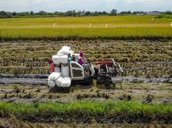 Negara Tetangga Mau Impor Beras Indonesia