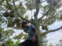 Manisnya Durian Bawor Lumajang, Sekali Panen Cuan Ratusan Juta