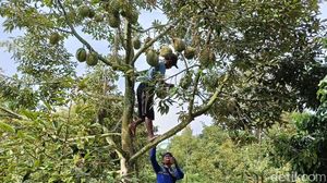 Melihat Budidaya Durian Bawor di Lumajang