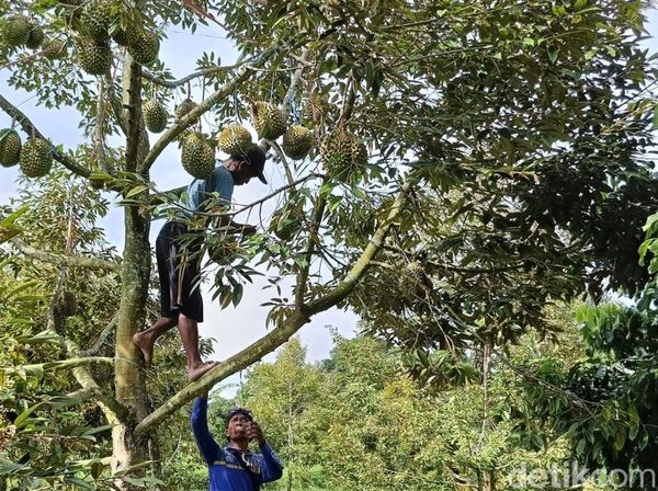 Melihat Budidaya Durian Bawor di Lumajang