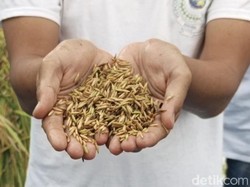 Krisis Iklim Rusak Tanah Kimia, Petani Milenial Beralih ke Organik