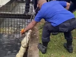Damkar Tangkap Buaya 2,5 Meter di Area Pabrik Banyuasin