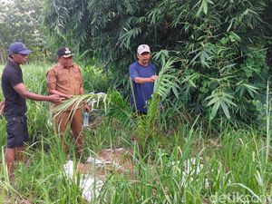 Warga Cigobang Cirebon Kecewa, Dijanjikan Salak yang Tumbuh Sawit