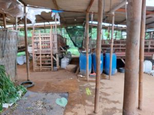 Peternak di Boyolali Tewas Terlilit Jilbab yang Nyangkut ke Mesin Pencacah Rumput